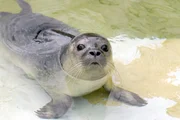 Ein Seelöwen-Junges im Zoo Berlin.