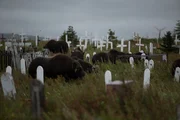 Bison grazing in a grave yard.