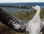 Der Wanderalbatros hat mit &uuml;ber 3 Metern die l&auml;ngste Spannweite eines Vogels.