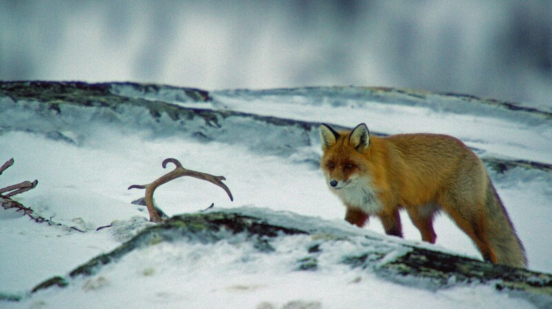 Die kleinen Giganten des Nordens – Das Geheimnis der Lemminge (D, 2017)