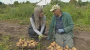 Katja und Johann sammeln Kartoffeln ein.
