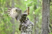 Ein Bartkauz versorgt seine Jungen mit Beute.