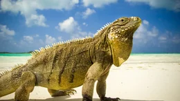 Leguan.