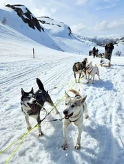 Die Wheel-Hunde (hinten) und die Team-Hunde (vorne) bilden die ersten beiden von drei Reihen des Husky-Gespanns. Die Wheel-Hunde sind besonders stark und ziehen die meiste Last des Schlittens. Die Team-Hunde unterst&uuml;tzen von der Mitte. Vorne und hier nicht im Bild sind noch die Lead-Hunde, die die Richtung vorgeben.