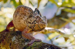 Madagaskar, eine Art Garten Eden f&uuml;r die gro&szlig;e Vielfalt an Cham&auml;leonarten