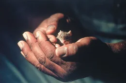 Innerhalb "The Green Mile" erwarten M&ouml;rder, W&auml;rter, ein scheinbar Unschuldiger und eine Maus ihr Schicksal...