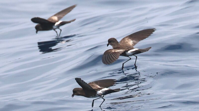 Den Sturmschwalben hinterher – Vom Humboldtstrom bis in die Atacama-Wüste (F, 2025)