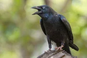 Die Neuhollandkrähe, oder Australian Raven, besucht gerne die Truckstops am Highway, ist lustig, listig und ein guter Sänger. Die Neuhollandkrähe, oder Australian Raven, besucht gerne die Truckstops am Highway, ist lustig, listig und ein guter Sänger.
