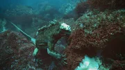 Marine iguanas are the only lizards on Earth that spends time in the ocean.