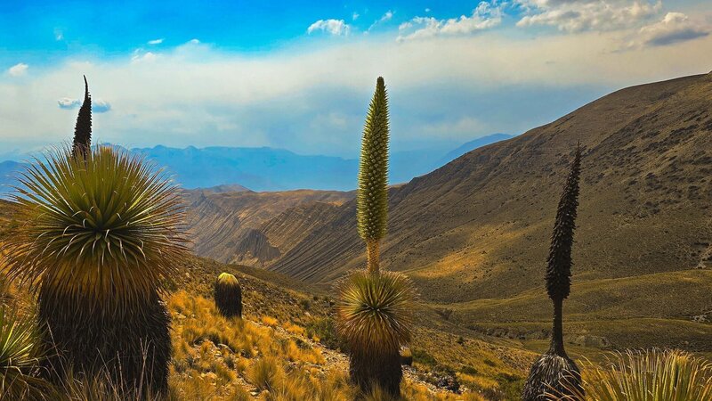 Oasen: Inseln des Lebens (D, 2025)