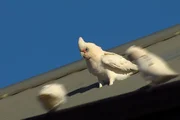 Ein Nacktaugenkakadu, oder Little Corella, rutscht ein Blechdach runter wie ein Skifahrer. Ein Nacktaugenkakadu, oder Little Corella, rutscht ein Blechdach runter wie ein Skifahrer.