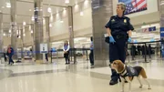 Die Landwirtschaftsspezialistin Withrow und ihr Beagle Little Dude kontrollieren am Flughafen LAX das Gepäck auf verbotene Lebensmittel. (National Geographic/Lucky 8 TV) Die Landwirtschaftsspezialistin Withrow und ihr Beagle Little Dude kontrollieren am Flughafen LAX das Gepäck auf verbotene Lebensmittel. (National Geographic/Lucky 8 TV)