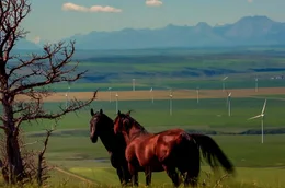Pferde haben immer eine herausragende Rolle in der Blackfoot Kultur gespielt. Sie sind ein Symbol f&uuml;r den Wohlstand einer Familie.