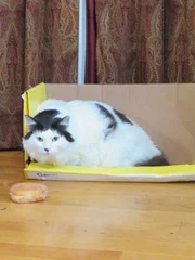 Jackson Galaxy and Elvis the cat in the home.