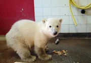Superstar Knut aus dem Zoo Berlin