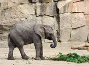 Elefantenkind Kariba.