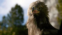 PHOENIX DIE DOLOMITEN - IM GARTEN DER HELDEN, am Freitag (08.11.24) um 20:15 Uhr. Die Dolomiten bieten viel Nahrung f&uuml;r Beutegreifer, wie diesen Steinadler. Aus der Luft patrouilliert er sein Revier und &uuml;berrascht seine Beutetiere oftmals mit einer t&ouml;dlichen Attacke. Weitere Fotos erhalten Sie auf Anfrage.; PHOENIX DIE DOLOMITEN - IM GARTEN DER HELDEN, am Freitag (08.11.24) um 20:15 Uhr. Die Dolomiten bieten viel Nahrung f&uuml;r Beutegreifer, wie diesen Steinadler. Aus der Luft patrouilliert er sein Revier und &uuml;berrascht seine Beutetiere oftmals mit einer t&ouml;dlichen Attacke. Weitere Fotos erhalten Sie auf Anfrage. &copy; phoenix/NDR/NDR Naturfilm/doclights/Kurt Mayer Film, honorarfrei - Verwendung gem&auml;&szlig; der AGB im engen inhaltlichen, redaktionellen Zusammenhang mit genannter PHOENIX-Sendung bei Nennung "Bild: phoenix/NDR/NDR Naturfilm/doclights/Kurt Mayer Film" (S2). PHOENIX-Kommunikation, Tel: 0228/9584-196, Fax: -199, presse@phoenix.de
