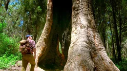 Nate Anderson erforscht, wie die hohlen B&auml;ume der Walpole Wilderness so ein hohes Alter erreichen konnten. Sie wurden vom Buschfeuer und von Pilzbefall in Jahrhunderten ausgeh&ouml;hlt.