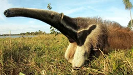 Gro&szlig;e Ameisenb&auml;ren leben im Pantanal. Um sie richtig zu sch&uuml;tzen, muss man noch viel &uuml;ber sie lernen.