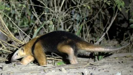 Der Baumameisenb&auml;r ist der kleine Verwandte des Gro&szlig;en Ameisenb&auml;r. Er ist zwar kleiner, daf&uuml;r kann er gut klettern und hat einen genau so gro&szlig;en Appetit auf Ameisen und Termiten.