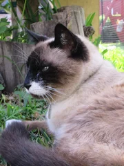 A cat outside in the house.