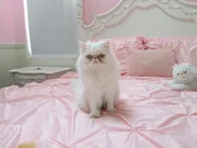 A cat sitting in its cat bed.