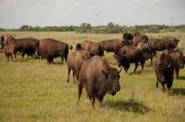 Bisons sind wichtig f&uuml;r die Blackfoot-Kultur. Sie waren fast ausgestorben. Nun hat sich ihr Bestand wieder erholt.