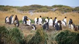 Königspinguine auf Feuerland
