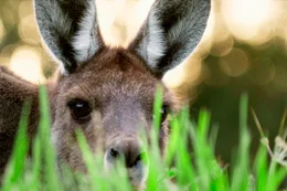 Das westliche graue Riesenk&auml;ngurus ist das kleinste der drei gro&szlig;en Beuteltiere Australiens. Es kommt im S&uuml;den und S&uuml;dwesten des Kontinents vor und ist relativ h&auml;ufig.