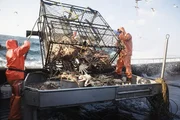 Matt Sullivan and Chris Kirk dump a big load of crab onto the sorting table.