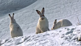 Schneehasen sind gewitzte Ern&auml;hrungsstrategen, erprobte Hungerk&uuml;nstler und faszinieren durch ihre H&ouml;chstleistungen.