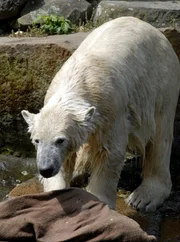 Eisb&auml;r Knut
