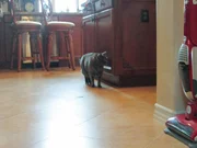 Shadow the cat sneaking around the corner in the home.