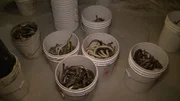 Lampreys in bucket after being scooped from temporary bin.