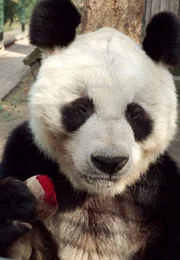 "Panda, Gorilla & Co." erz&auml;hlt in 40 neuen Folgen unterhaltsame "Beziehungsgeschichten" von Tierpflegern und ihren Sch&uuml;tzlingen aus dem Zoo Berlin und dem Tierpark Berlin. F&uuml;r die neue Staffel der Tier-Doku-Soap drehte der rbb von Fr&uuml;hjahr bis Sp&auml;therbst 2007 im artenreichsten Zoo der Welt, mitten in der Berliner City, und in Europas gr&ouml;&szlig;tem Landschaftstiergarten, dem Tierpark Berlin. Bao Bao ist nun Single. Panda-Weibchen Yan Yan starb pl&ouml;tzlich an Darmverschluss. Wie kommt der &auml;lteste Zoo-Panda-Mann nun allein klar?