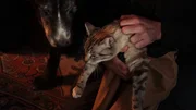 A shaken Indy appears happy to be reunited with her canine sibling. A shaken Indy appears happy to be reunited with her canine sibling.