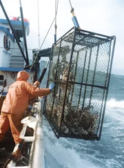 Chris Kirk reaches for a pot with about 30 crab inside as seen on Deadliest Catch. Chris Kirk reaches for a pot with about 30 crab inside as seen on Deadliest Catch.