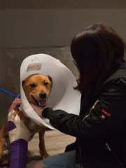 Bear is brought in because he was hit by a car and his leg has broken.