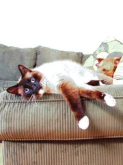 Lily the cat laying on the couch.