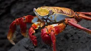 Sally Lightfoot crab on laval rocks, Galapagos.