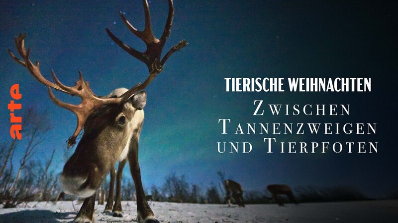 Tierische Weihnachten – Zwischen Tannenzweigen und Tierpfoten (D/FIN/F, 2024)