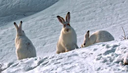 Schneehasen sind gewitzte Ern&auml;hrungsstrategen, erprobte Hungerk&uuml;nstler und faszinieren durch ihre H&ouml;chstleistungen. Weitere Fotos erhalten Sie auf Anfrage.