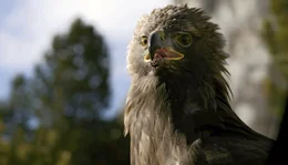 Die Dolomiten bieten viel Nahrung f&uuml;r Beutegreifer, wie diesen Steinadler. Aus der Luft patrouilliert er sein Revier und &uuml;berrascht seine Beutetiere oftmals mit einer t&ouml;dlichen Attacke.