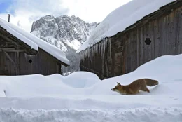PHOENIX DIE DOLOMITEN - IM GARTEN DER HELDEN, am Freitag (08.11.24) um 20:15 Uhr. Teilweise entpuppt er sich der Fuchs sogar als vegetarischer Gourmet. Im Winter besteht seine Nahrung jedoch haupts&auml;chlich aus kleinen S&auml;ugetieren. Weitere Fotos erhalten Sie auf Anfrage.; PHOENIX DIE DOLOMITEN - IM GARTEN DER HELDEN, am Freitag (08.11.24) um 20:15 Uhr. Teilweise entpuppt er sich der Fuchs sogar als vegetarischer Gourmet. Im Winter besteht seine Nahrung jedoch haupts&auml;chlich aus kleinen S&auml;ugetieren. Weitere Fotos erhalten Sie auf Anfrage. &copy; phoenix/NDR/NDR Naturfilm/doclights/Kurt Mayer Film, honorarfrei - Verwendung gem&auml;&szlig; der AGB im engen inhaltlichen, redaktionellen Zusammenhang mit genannter PHOENIX-Sendung bei Nennung "Bild: phoenix/NDR/NDR Naturfilm/doclights/Kurt Mayer Film" (S2). PHOENIX-Kommunikation, Tel: 0228/9584-196, Fax: -199, presse@phoenix.de