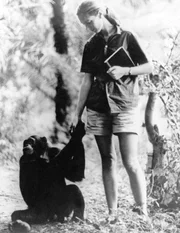 Die britische Verhaltensforscherin Jane Goodall bei ihren Schimpansen. Die britische Verhaltensforscherin Jane Goodall bei ihren Schimpansen.