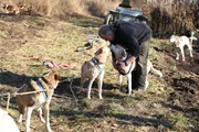 Stan Zuray looks out at his dogs.