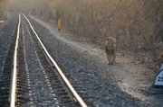 Ein Asiatischer L&ouml;we l&auml;uft entlang einer Eisenbahnstrecke und h&auml;lt Ausschau nach neuen M&auml;nnchen.