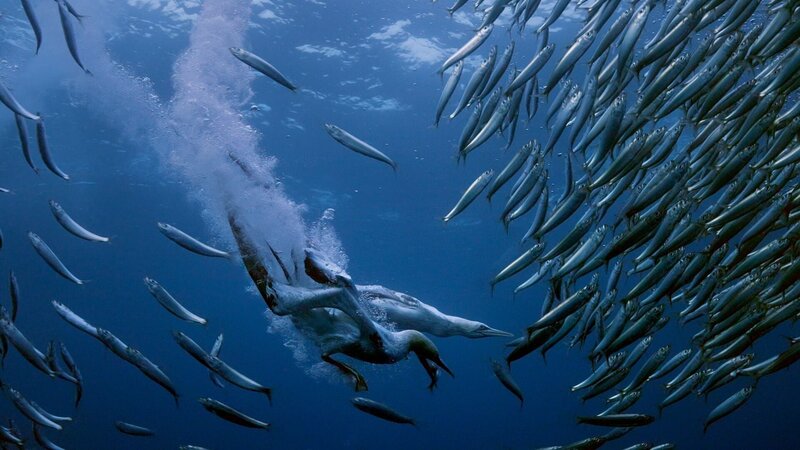 Sardine Run - Naturspektakel vor Südafrika (F, 2025)