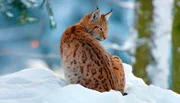 F&uuml;r die heimische Tierwelt ist der Winter keine leichte Zeit bei der Suche nach Nahrung &ndash; Luchs.