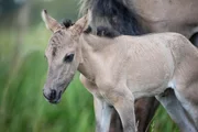 Halbwild lebende Ponys helfen bei der Landschaftspflege in den Fens.